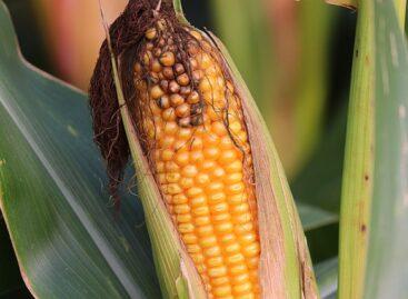 A Nébih fajtakísérleti hálózatában aflatoxin szennyezettségtől mentes kukoricát is termesztettek