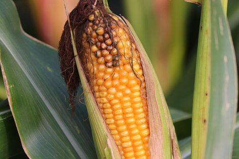 Maize free from aflatoxin contamination was also grown in the variety experiment network of Nébih