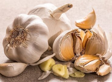 The producer price of garlic is more than 20 percent higher