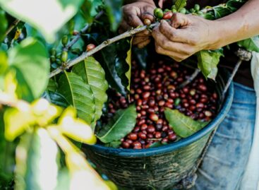 Sales of Fairtrade products increased in Germany