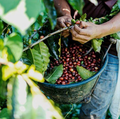 Sales of Fairtrade products increased in Germany