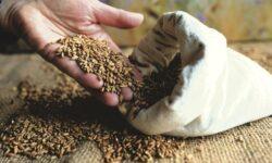 NAK organizes sowing day in Mezőfalva