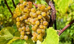 Spring steps against grapevine golden yellow disease