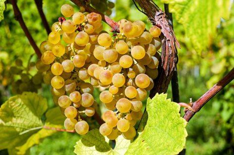 Table grapes can be one of the winners of climate change