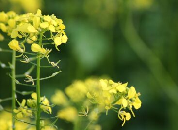 Viable seeds are created by MATE’s mustard plants planted in the lunar soil