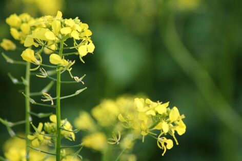 Viable seeds are created by MATE’s mustard plants planted in the lunar soil