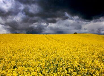 Dramatic decrease in rapeseed area in Hungary