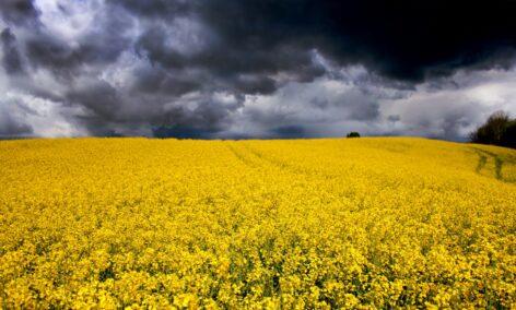 Dramatic decrease in rapeseed area in Hungary