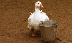 The bird flu has also reached the county of Jász-Nagykun-Szolnok