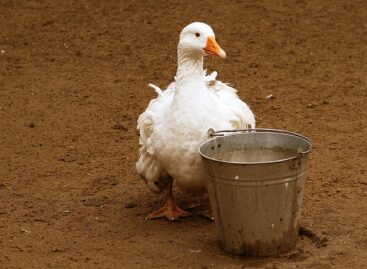 The bird flu has also reached the county of Jász-Nagykun-Szolnok