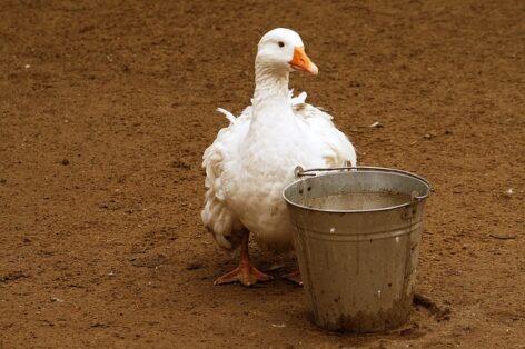 The bird flu has also reached the county of Jász-Nagykun-Szolnok