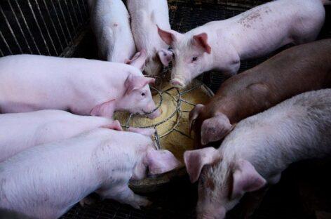 The producer price of slaughter pigs has decreased