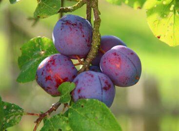 The Nébih plum held a variety presentation at the Pölöskei Breed Experiment Station