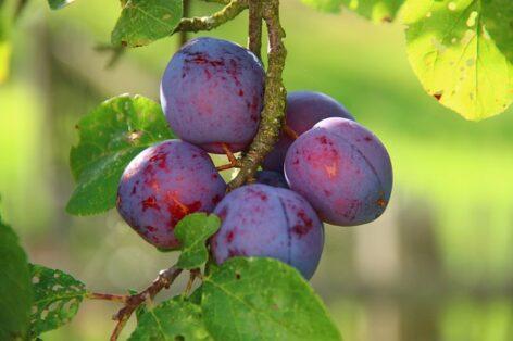 The Nébih plum held a variety presentation at the Pölöskei Breed Experiment Station