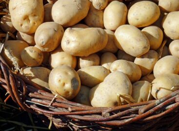 Hungary must become self-sufficient in potatoes