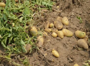 The harvest is coming to an end in Békés County