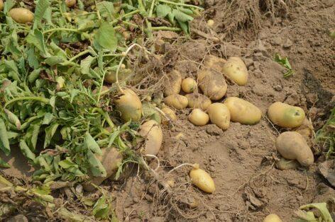 The harvest is coming to an end in Békés County