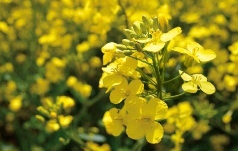 The producer price of rapeseed rose by 11 percent