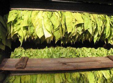 The size of the production area in the domestic tobacco sector has stabilized