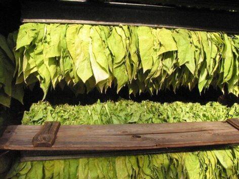 The size of the production area in the domestic tobacco sector has stabilized