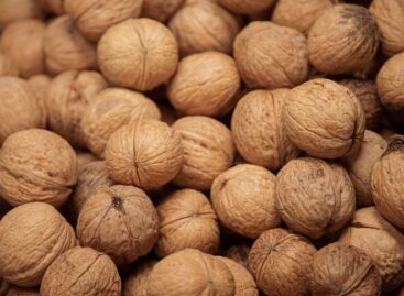 The decline of the walnut sector – under the pressure of import and climate challenges