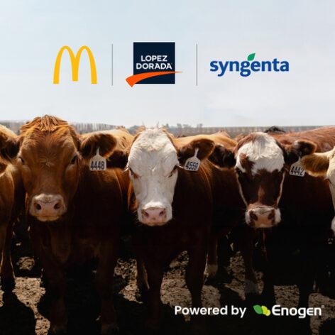 A fenntarthatóbb marhahús-előállítás érdekében együttműködik a Syngenta, a McDonald’s s a Lopez Foods