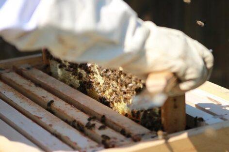 AM: the importance of the beekeeping sector goes beyond itself