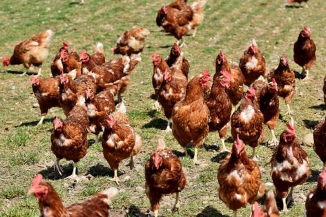 Bird flu identified in Komárom-Esztergom County