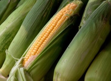 The price of fodder corn increased by 37 percent