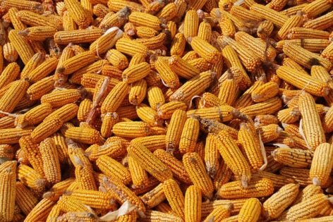 Quality inspection practices for corn purchases are being reviewed