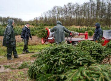 The most beautiful and fresh pine trees are available at farmers’ fairs this year