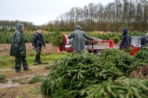 The most beautiful and fresh pine trees are available at farmers’ fairs this year