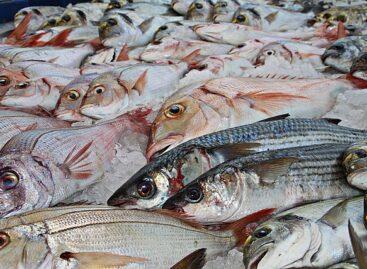 Fish farmers do not plan to raise prices for this Christmas season either