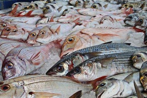 Fish farmers do not plan to raise prices for this Christmas season either