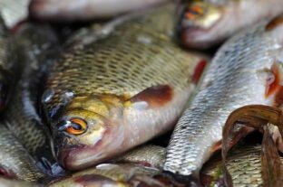 Napi száz tonna halat szállít a boltokba a hortobágyi halgazdaság