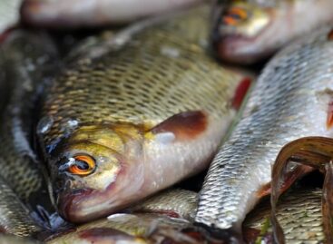 Fish prices do not increase in Hungary at Christmas – despite the summer heat, there is no problem with supply