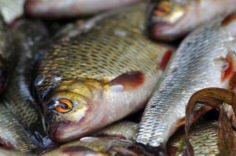 Fish prices do not increase in Hungary at Christmas – despite the summer heat, there is no problem with supply