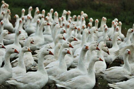 Bird flu has also reached the county of Somogy