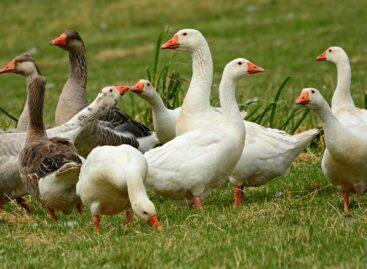 The Ministry of Agriculture regards the future of the waterfowl sector as a matter of its heart