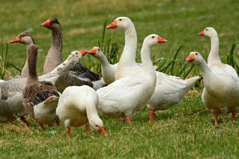 The Ministry of Agriculture regards the future of the waterfowl sector as a matter of its heart