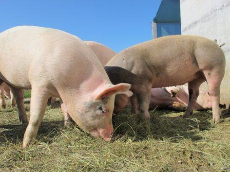 Live pig exports have strengthened