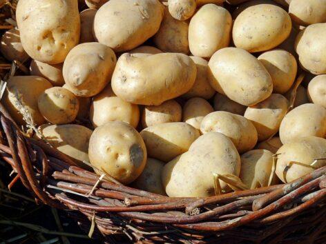 Potato export market revived