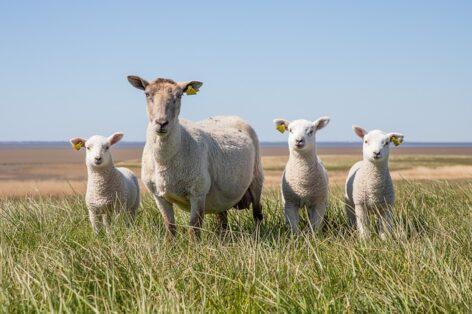 The amount available for ewe support will increase next year