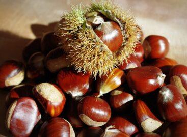 Sweet chestnuts are a healthy delicacy when cooked, fried or processed