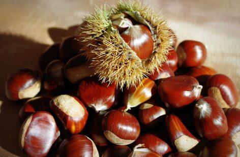 Sweet chestnuts are a healthy delicacy when cooked, fried or processed