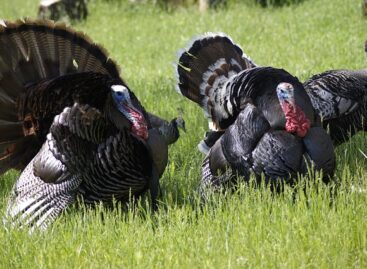 Bird flu has also reached Baranya county, and the national chief veterinarian has introduced new strict measures