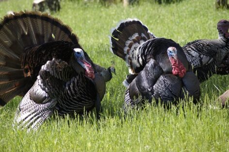 Bird flu has also reached Baranya county, and the national chief veterinarian has introduced new strict measures