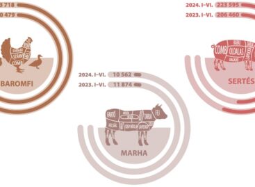 Cattle slaughterings down by more than 10 percent