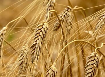 Wheat prices are changing dynamically on the market