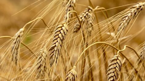 Wheat prices are changing dynamically on the market